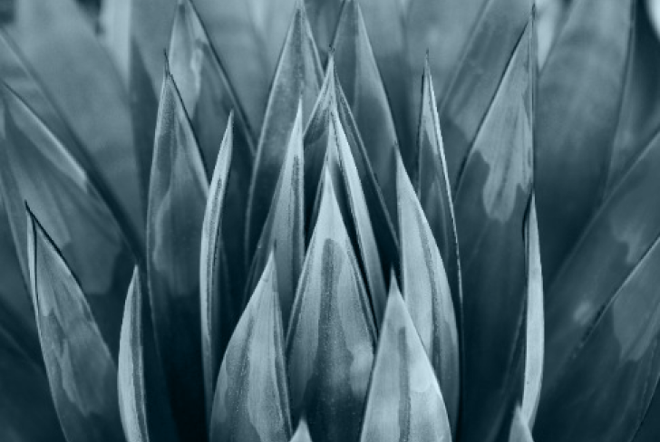 Photo of an agave plant