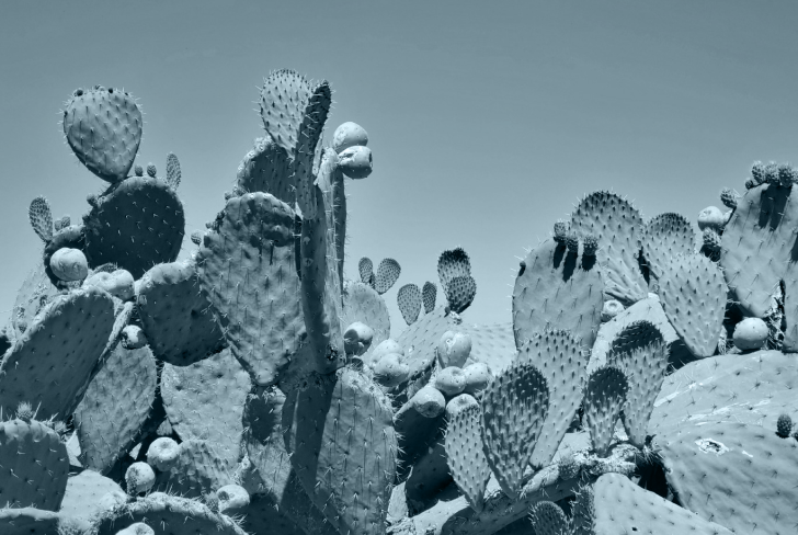 Photo of some cacti